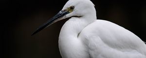 Preview wallpaper egret, white heron, bird