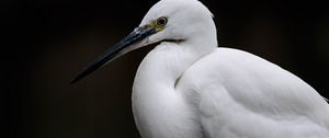 Preview wallpaper egret, white heron, bird