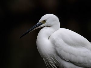 Preview wallpaper egret, white heron, bird