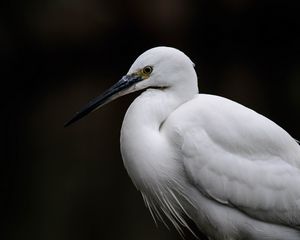 Preview wallpaper egret, white heron, bird