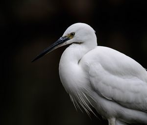 Preview wallpaper egret, white heron, bird