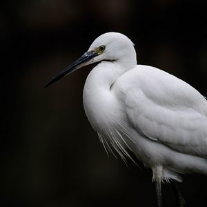 Preview wallpaper egret, white heron, bird