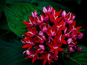 Preview wallpaper egyptian starcluster, flowers, red, petals, leaves