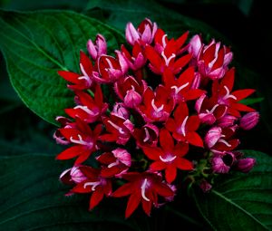 Preview wallpaper egyptian starcluster, flowers, red, petals, leaves