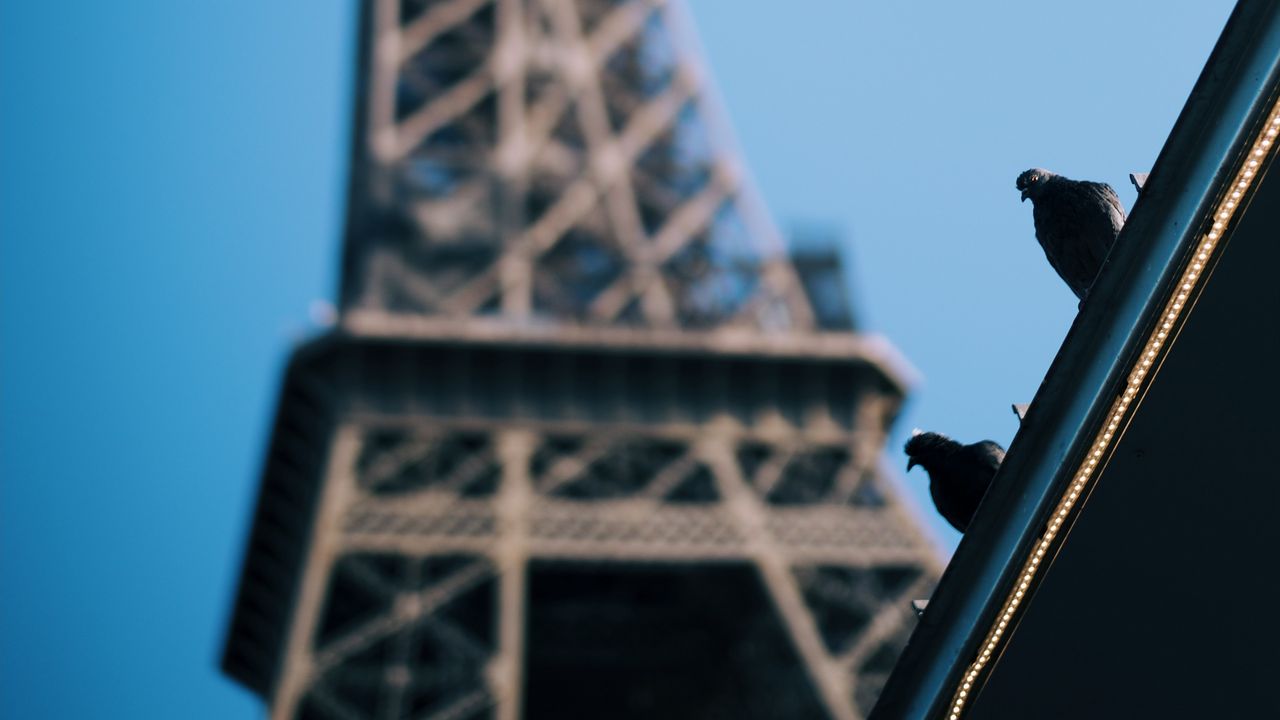 Wallpaper eiffel tower, pigeons, roof, blur