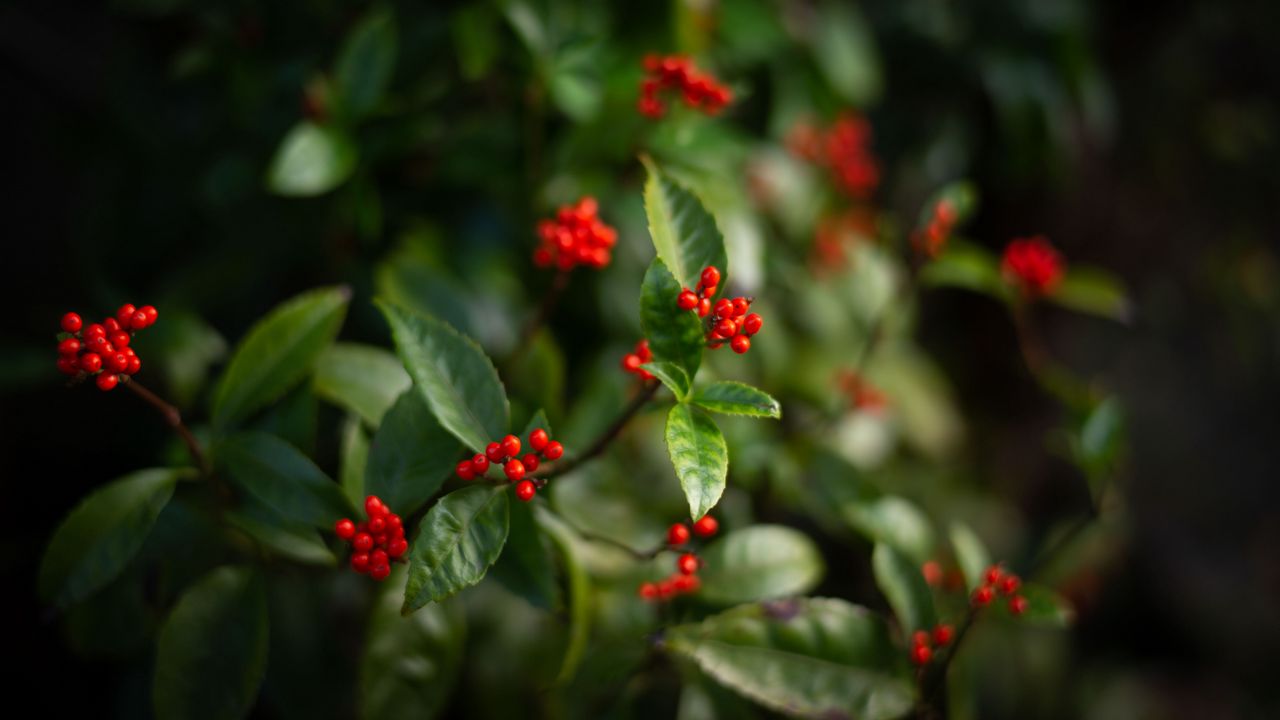 Wallpaper elderberry, berries, leaves, branches, macro