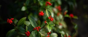 Preview wallpaper elderberry, berries, leaves, branches, macro