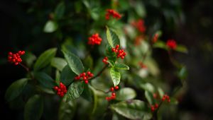 Preview wallpaper elderberry, berries, leaves, branches, macro