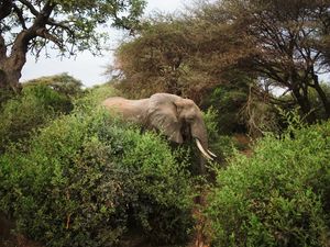 Preview wallpaper elephant, animal, bushes, trees, wildlife