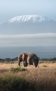 Preview wallpaper elephant, animal, mountain, savannah, wildlife