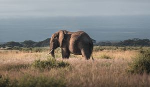 Preview wallpaper elephant, animal, mountain, savannah, wildlife