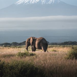 Preview wallpaper elephant, animal, mountain, savannah, wildlife