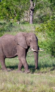 Preview wallpaper elephant, animal, trunk, wildlife