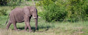 Preview wallpaper elephant, animal, trunk, wildlife