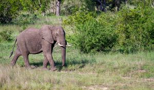 Preview wallpaper elephant, animal, trunk, wildlife