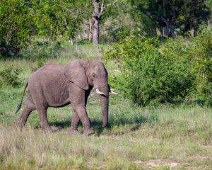 Preview wallpaper elephant, animal, trunk, wildlife