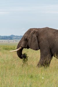 Preview wallpaper elephant, animal, tusks, savannah