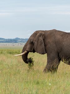 Preview wallpaper elephant, animal, tusks, savannah