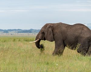 Preview wallpaper elephant, animal, tusks, savannah