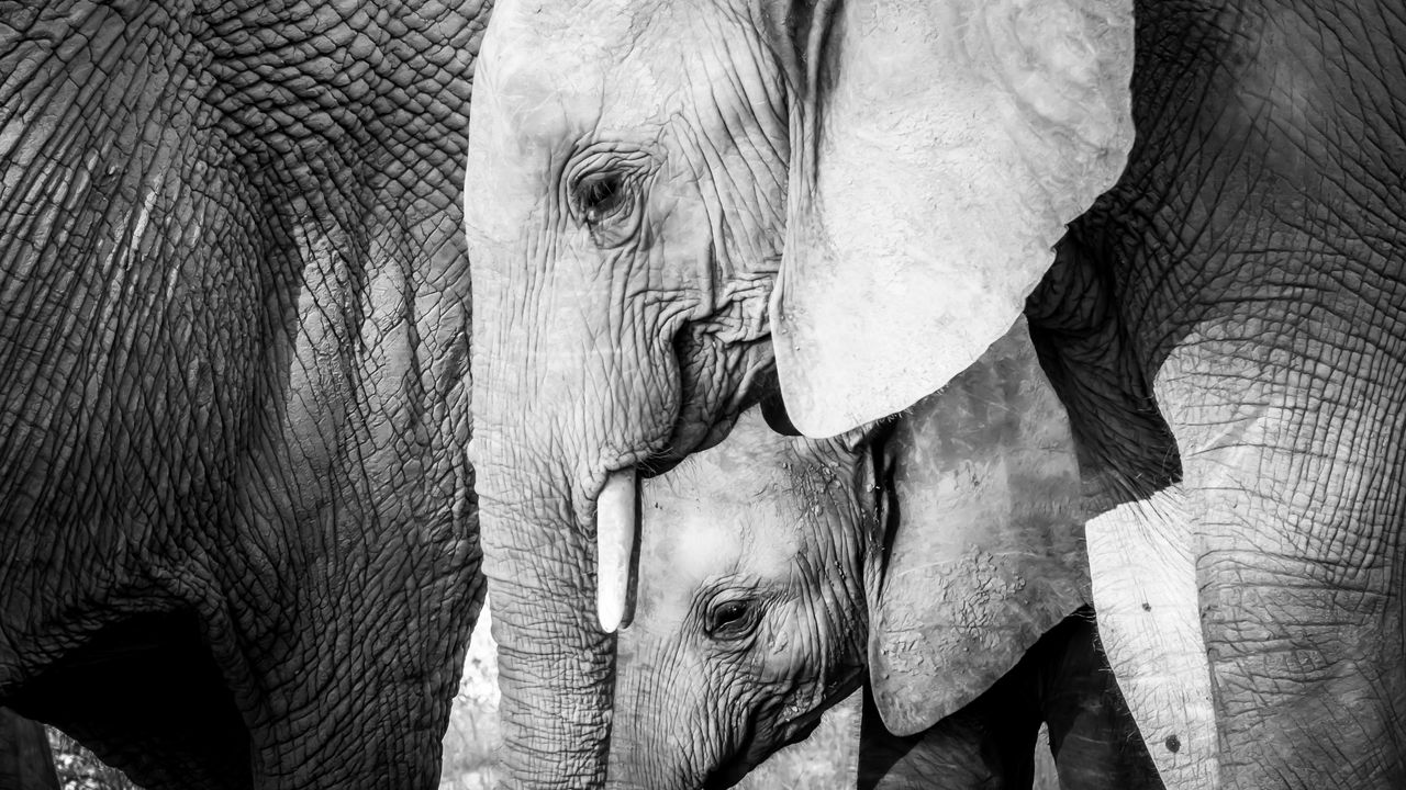 Wallpaper elephant, baby elephant, animals, black and white
