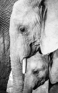 Preview wallpaper elephant, baby elephant, animals, black and white