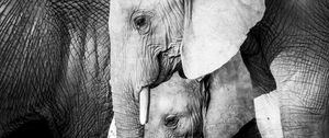 Preview wallpaper elephant, baby elephant, animals, black and white