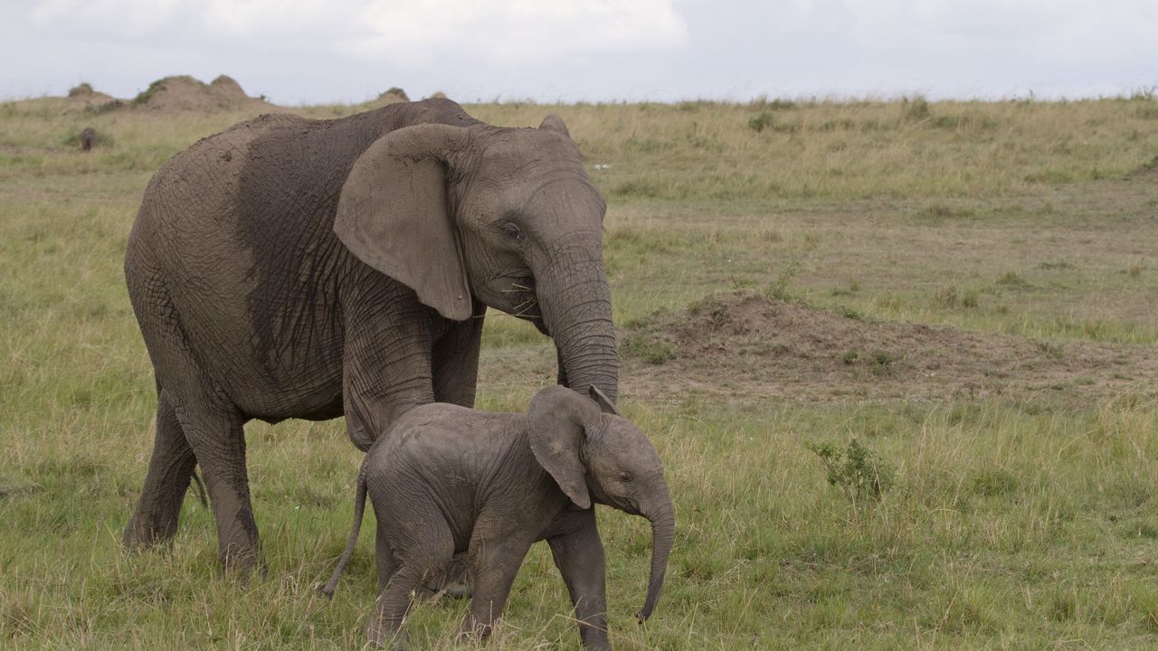 Wallpaper elephant, baby elephant, love, africa, nature