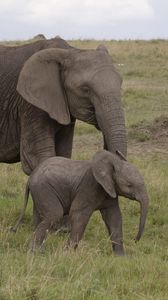 Preview wallpaper elephant, baby elephant, love, africa, nature