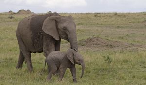 Preview wallpaper elephant, baby elephant, love, africa, nature