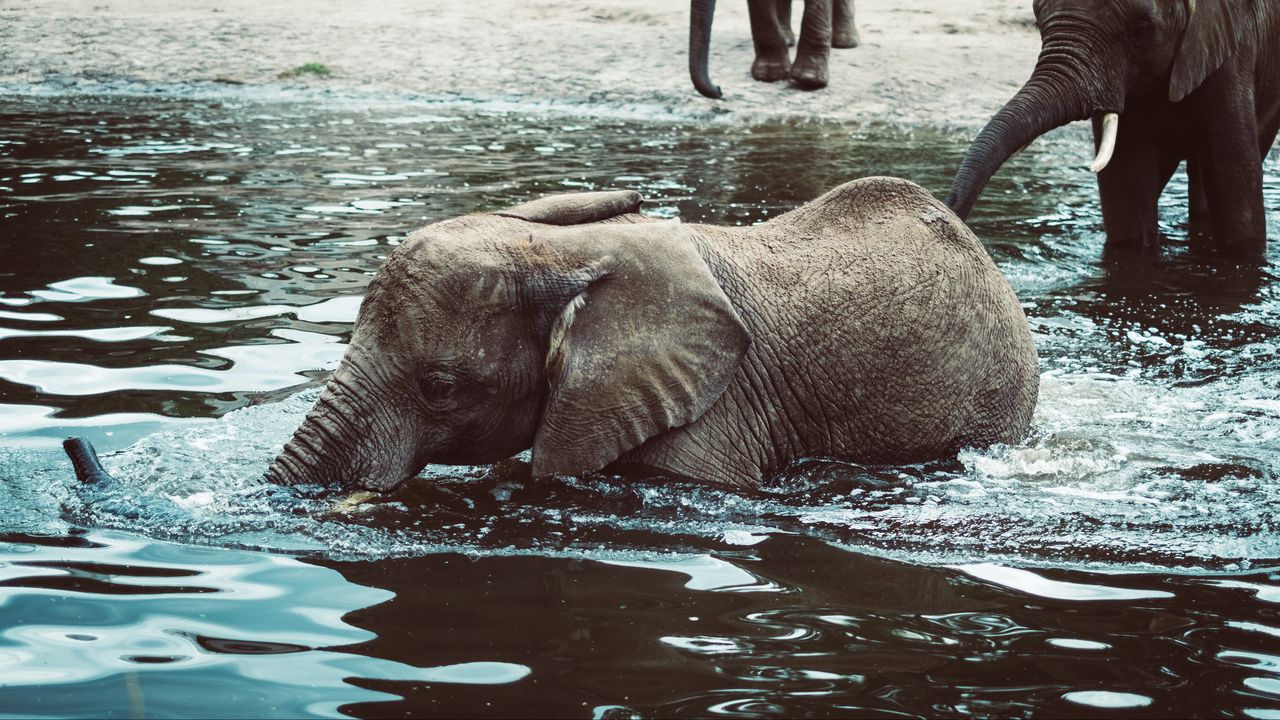 Wallpaper elephant, baby, water