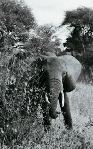 Preview wallpaper elephant bw, walking, wildlife