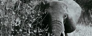 Preview wallpaper elephant bw, walking, wildlife