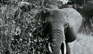 Preview wallpaper elephant bw, walking, wildlife