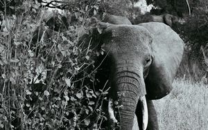 Preview wallpaper elephant bw, walking, wildlife
