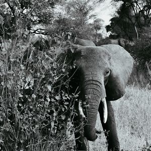 Preview wallpaper elephant bw, walking, wildlife