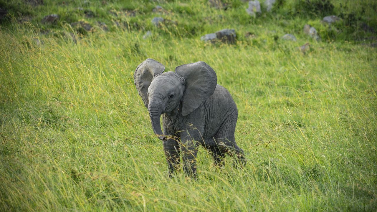Wallpaper elephant, cub, animal, grass