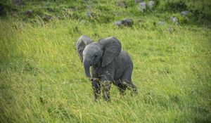 Preview wallpaper elephant, cub, animal, grass