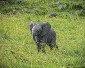 Preview wallpaper elephant, cub, animal, grass