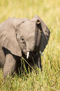Preview wallpaper elephant, cub, trunk, grass, cute