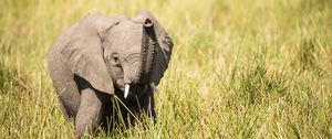 Preview wallpaper elephant, cub, trunk, grass, cute