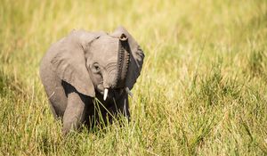 Preview wallpaper elephant, cub, trunk, grass, cute