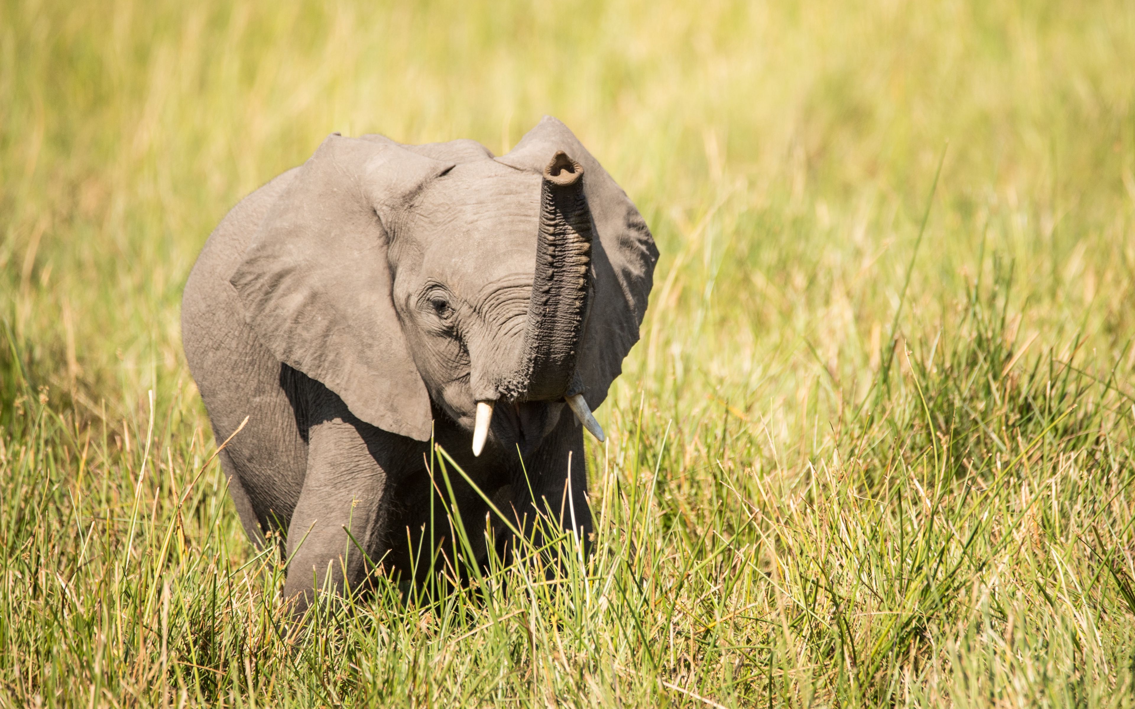 Download wallpaper 3840x2400 elephant, cub, trunk, grass, cute 4k ultra ...