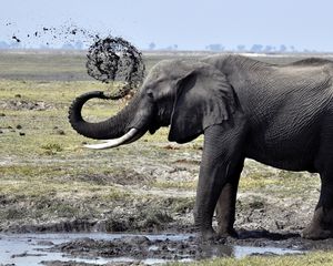 Preview wallpaper elephant, dirt, splash, walk