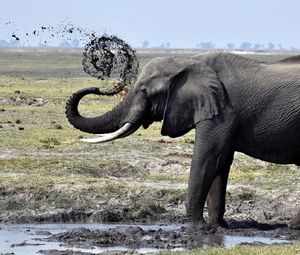 Preview wallpaper elephant, dirt, splash, walk