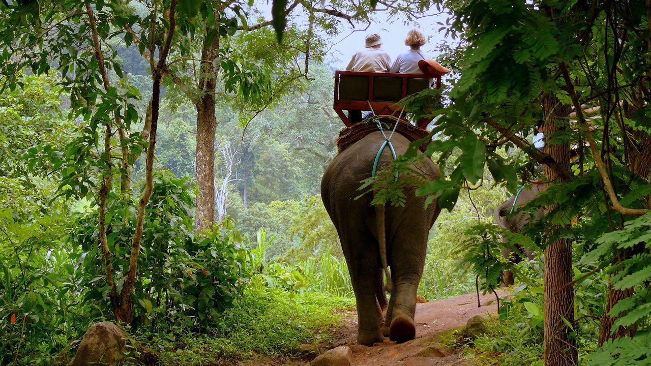 Wallpaper elephant, driver, jungle, trees