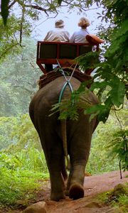 Preview wallpaper elephant, driver, jungle, trees