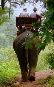 Preview wallpaper elephant, driver, jungle, trees