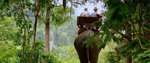 Preview wallpaper elephant, driver, jungle, trees