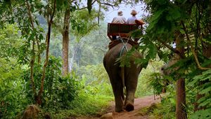 Preview wallpaper elephant, driver, jungle, trees