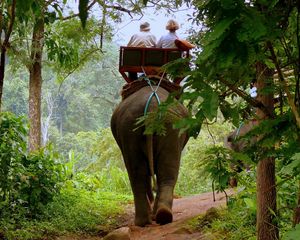 Preview wallpaper elephant, driver, jungle, trees